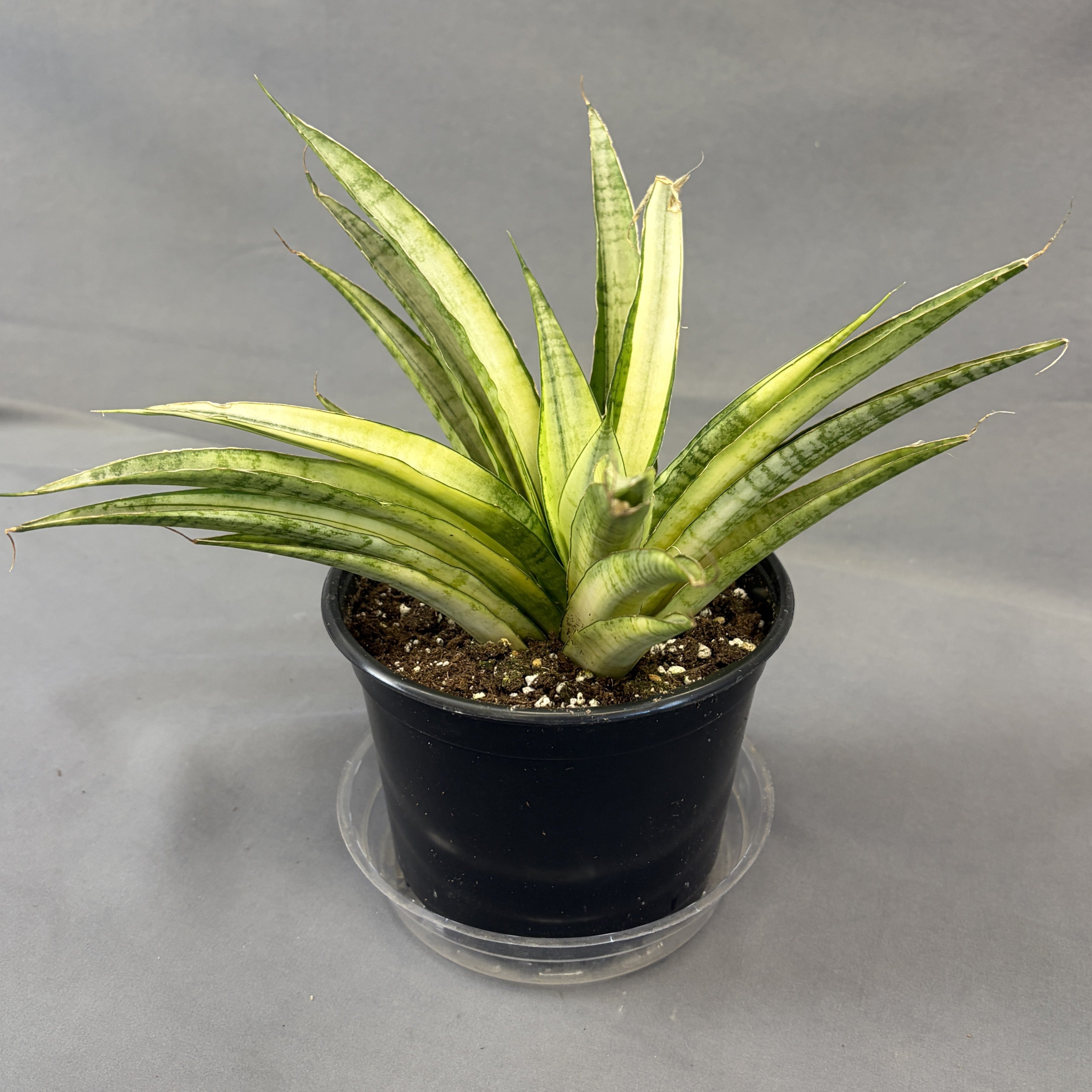 Snake Plant Gabriella White