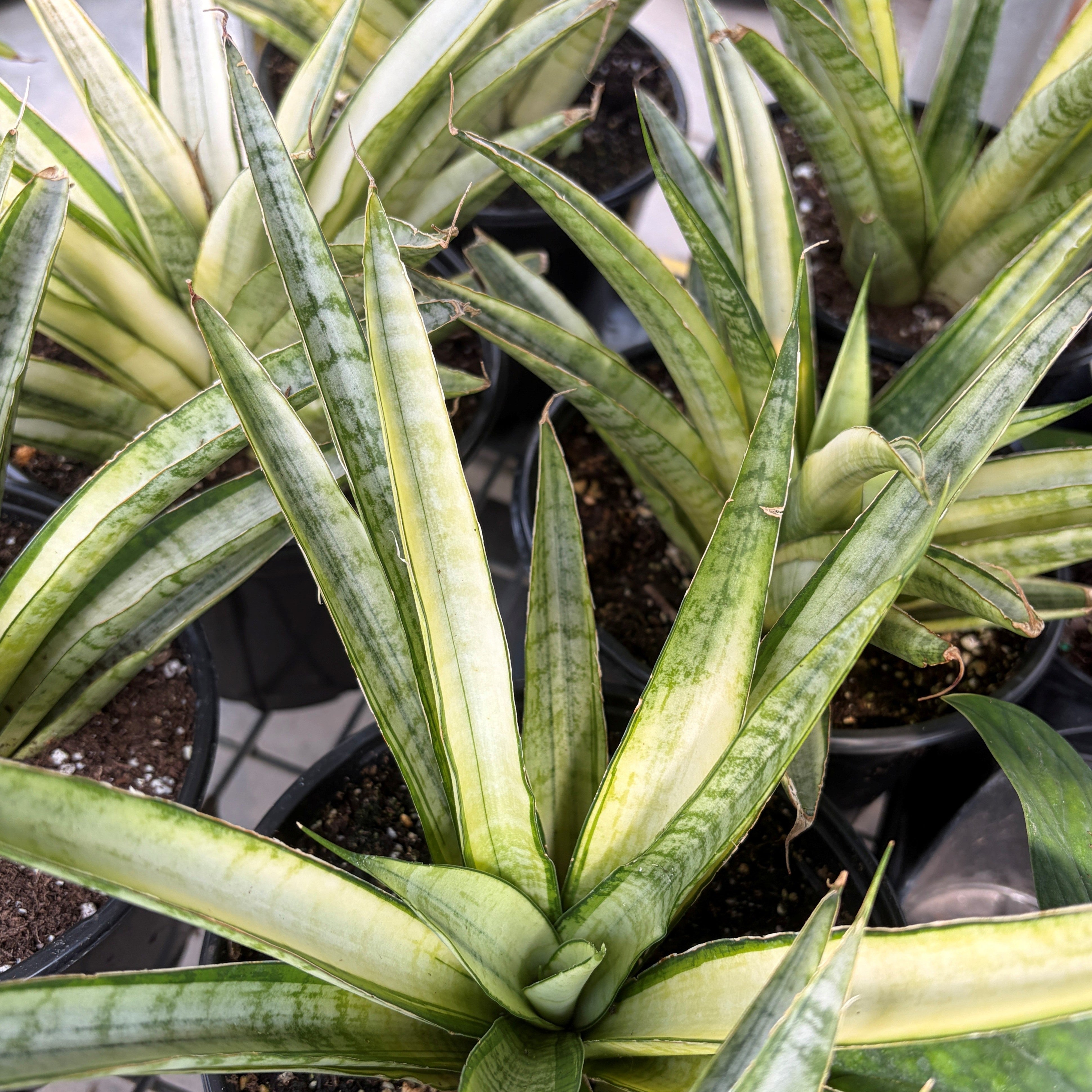 Snake Plant Gabriella White