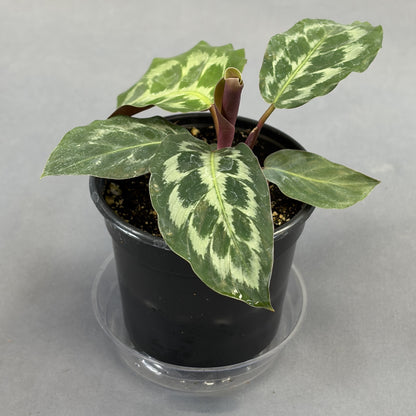 Calathea 'Helen Kennedy'