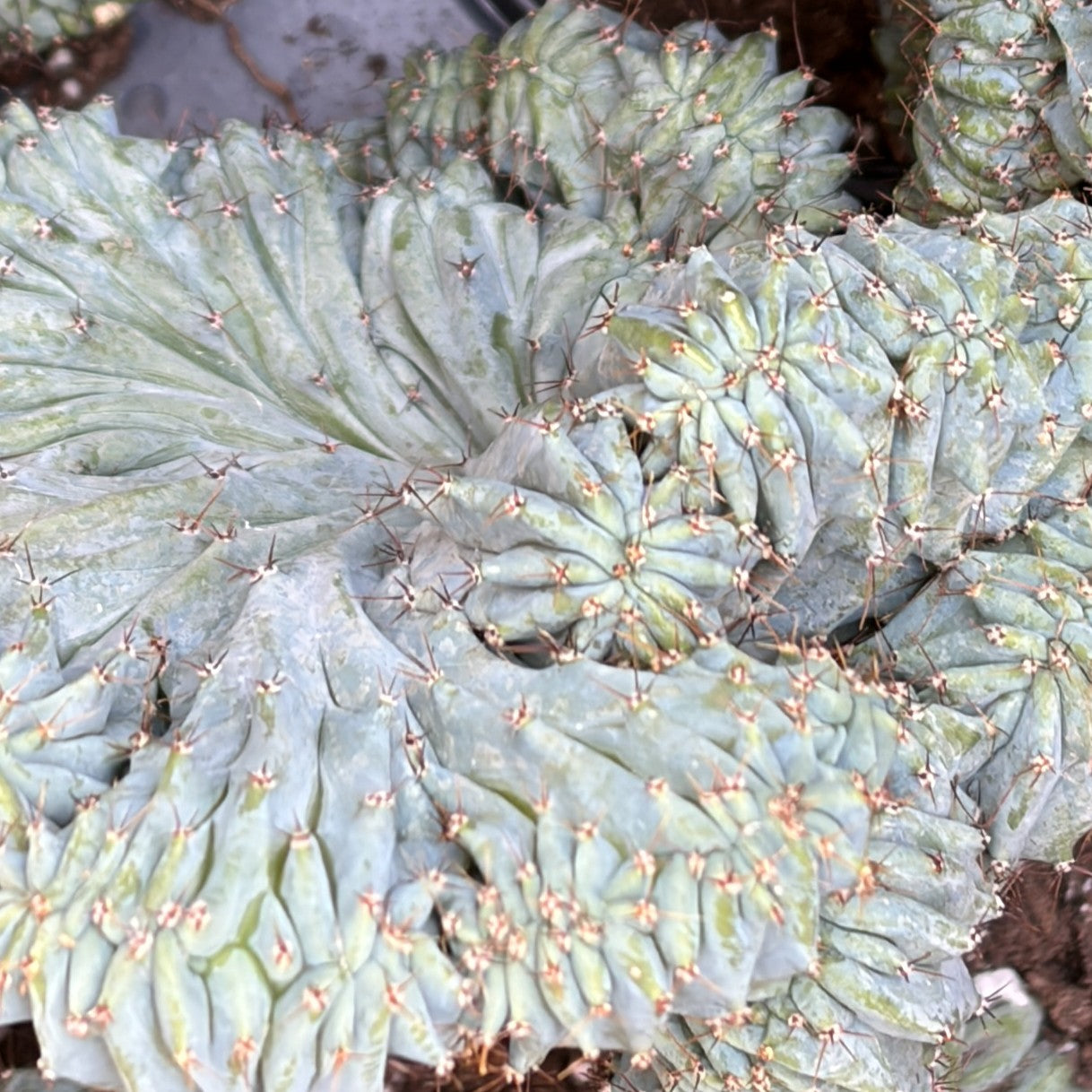 Cereus 'Geometrizans Cristata'