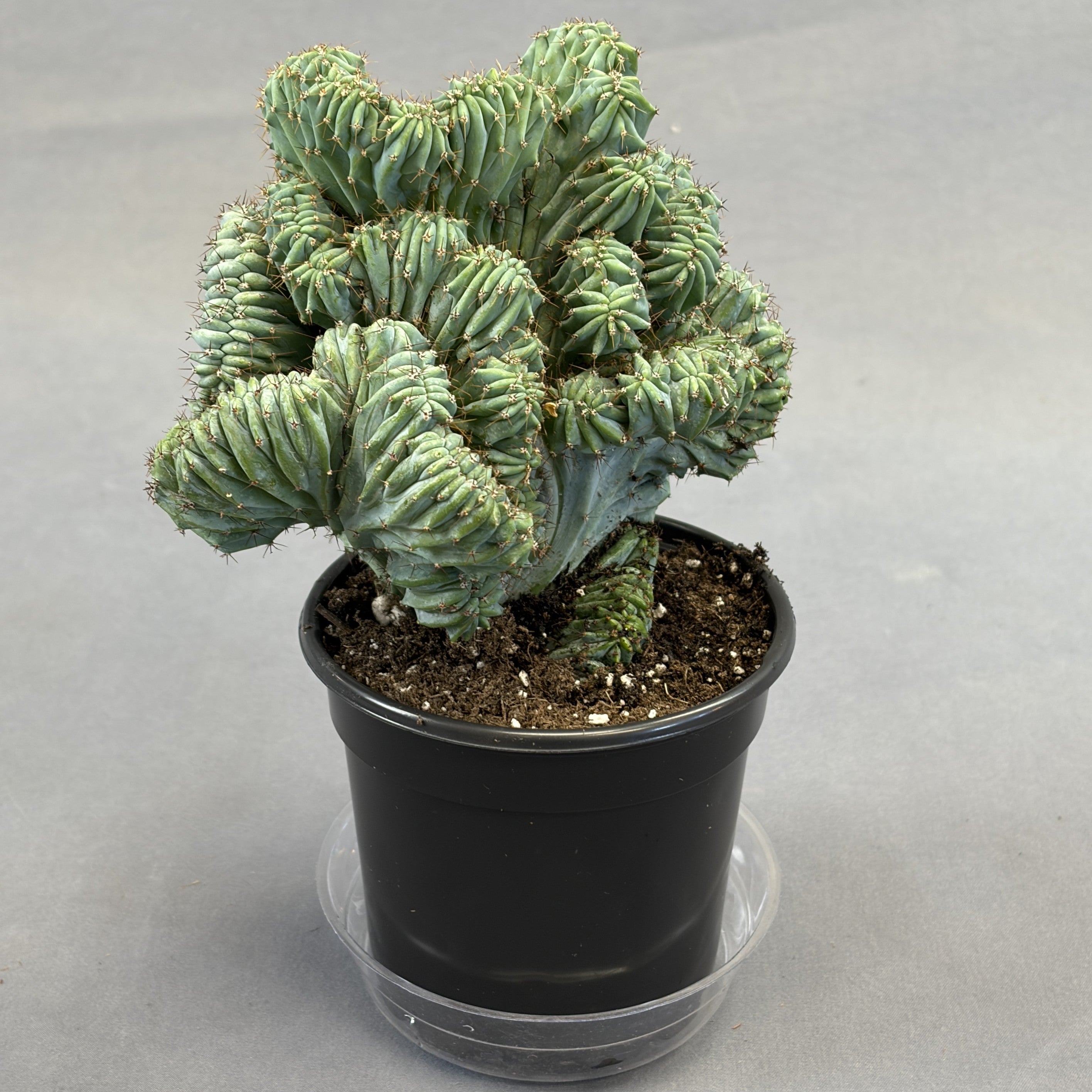 Cereus 'Geometrizans Cristata'
