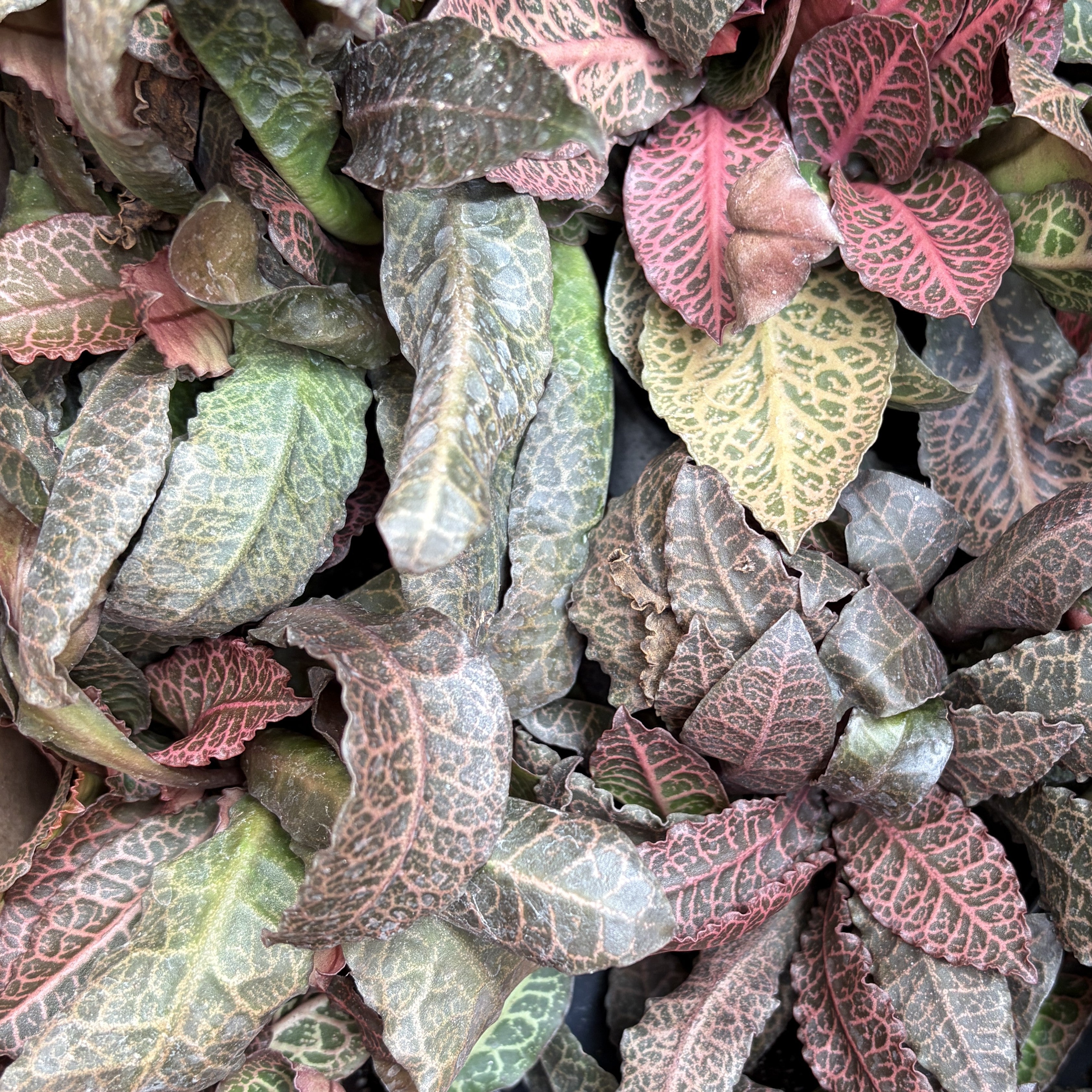 Euphorbia Francoisii