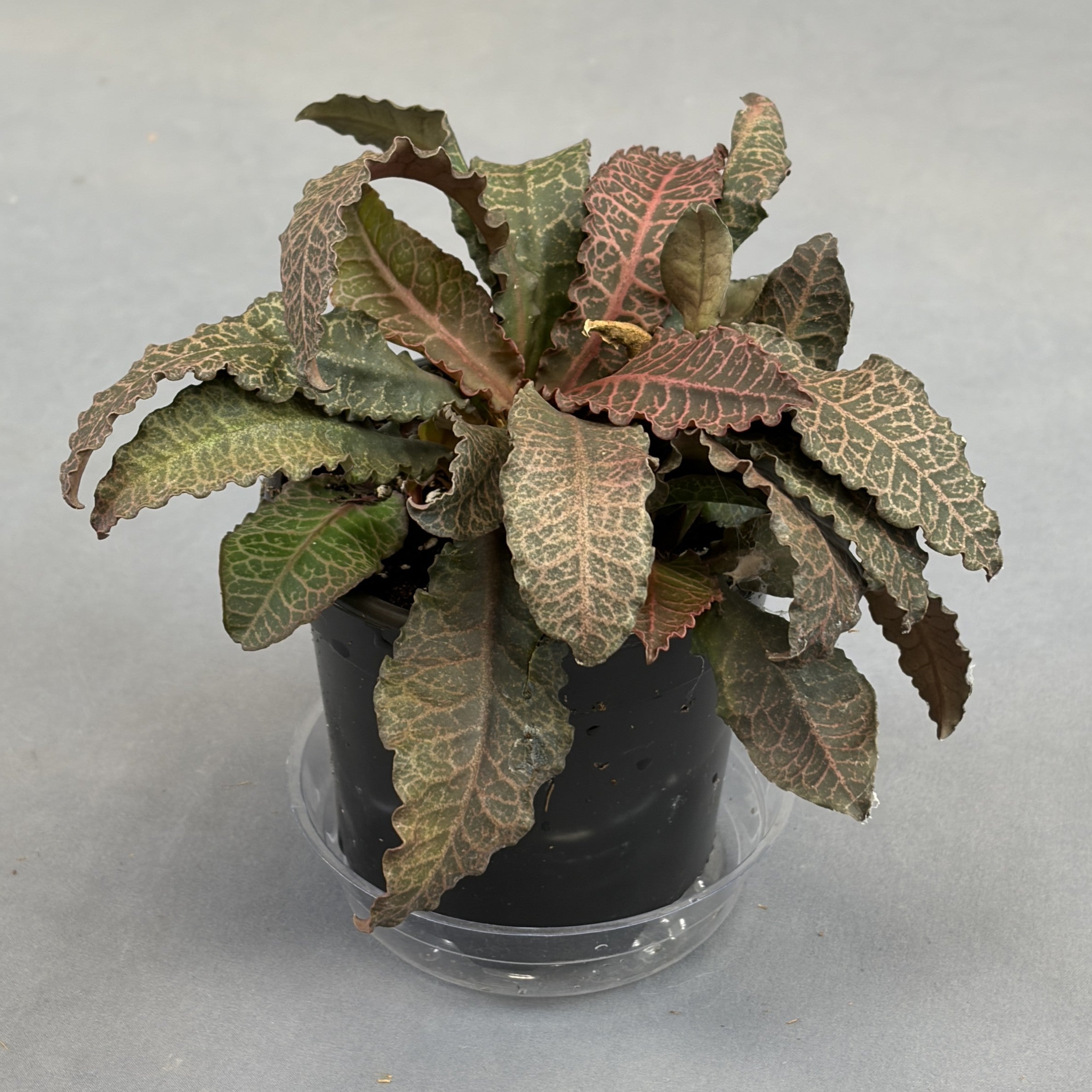 Euphorbia Francoisii