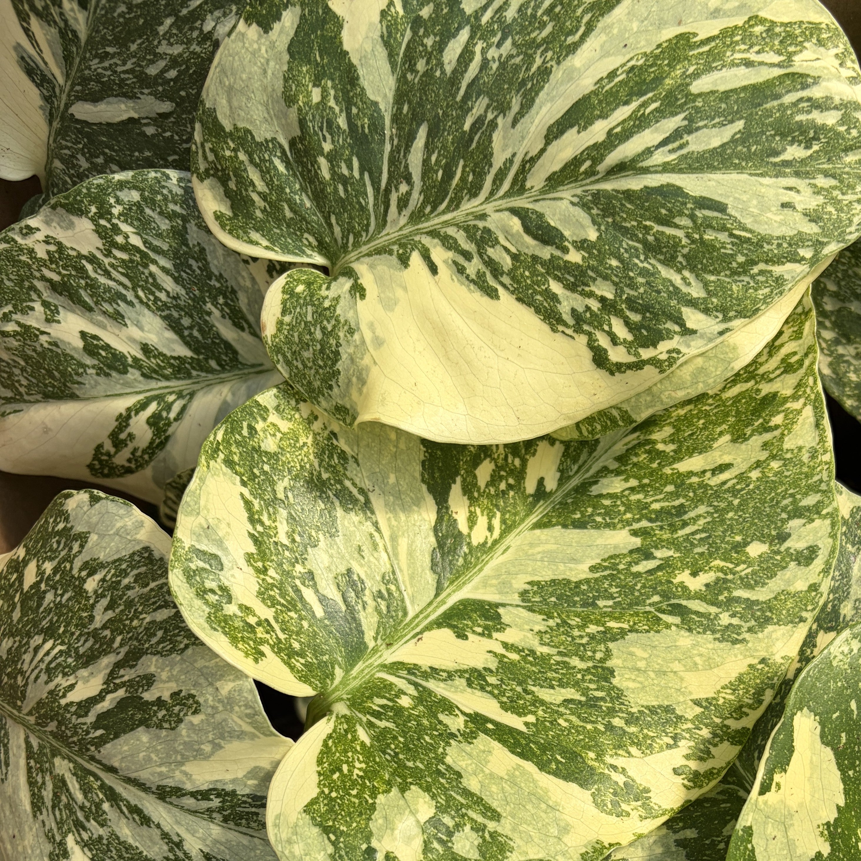 Monstera 'Creme Brulee'