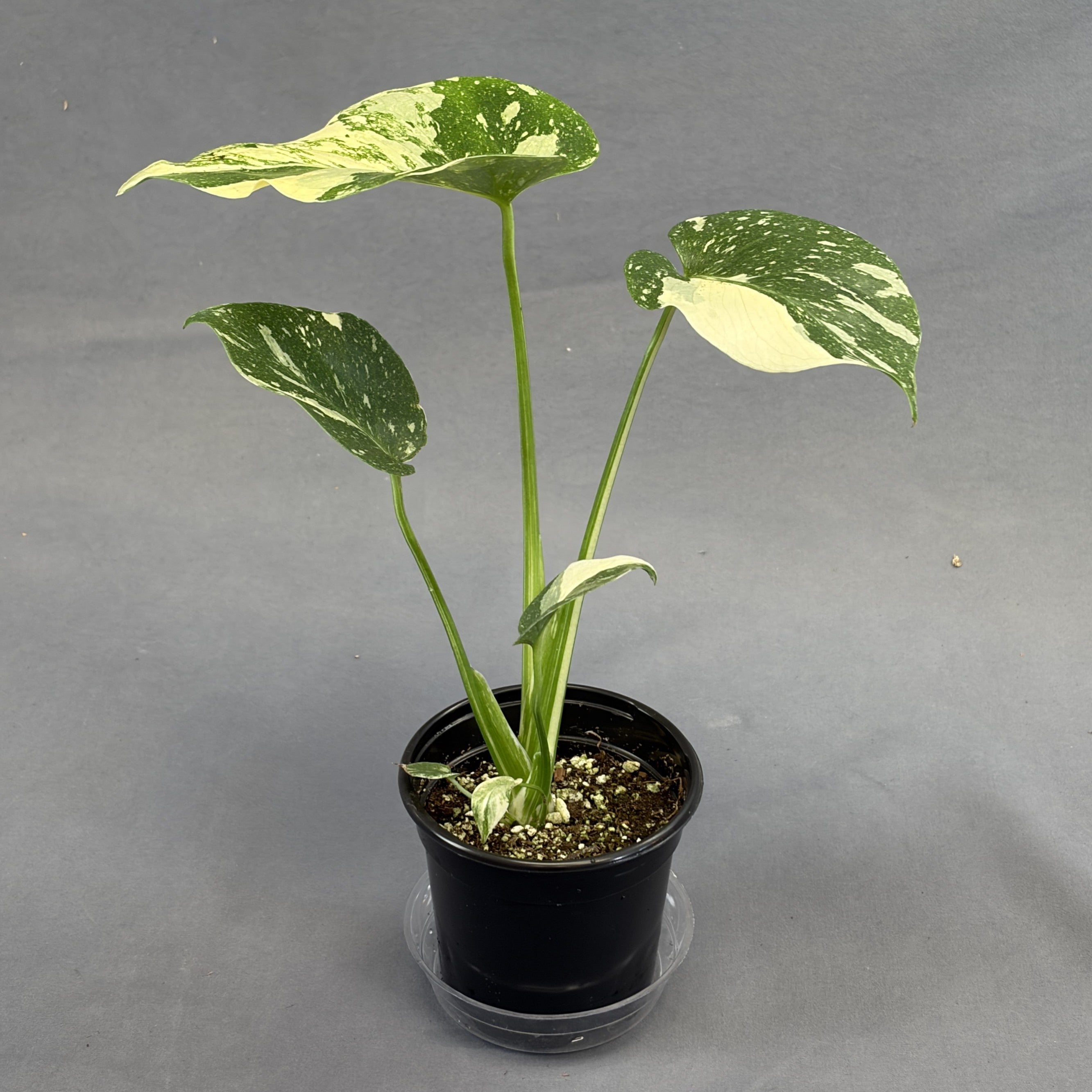 Monstera 'Creme Brulee'
