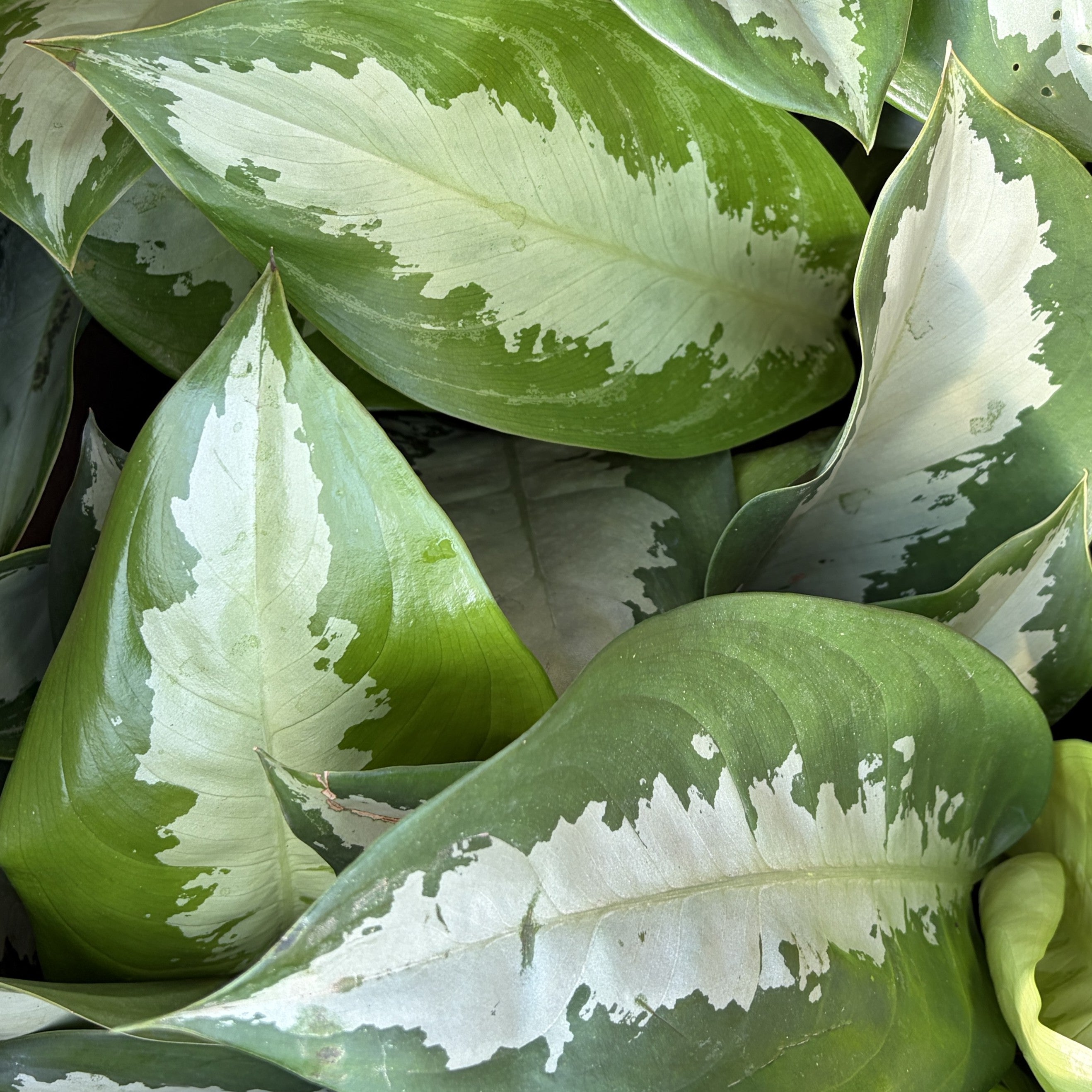 Aglaonema 'Emerald Bay'