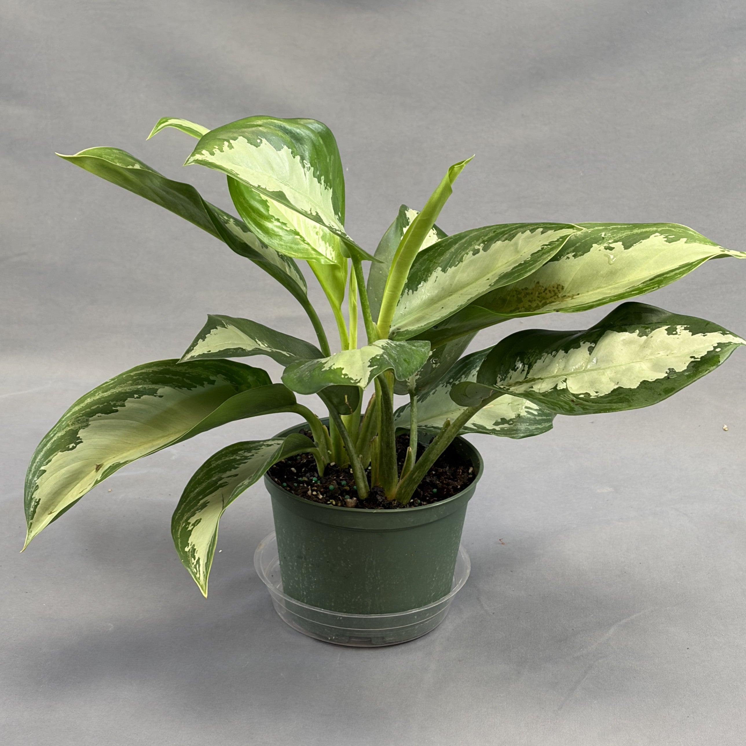 Aglaonema 'Emerald Bay'