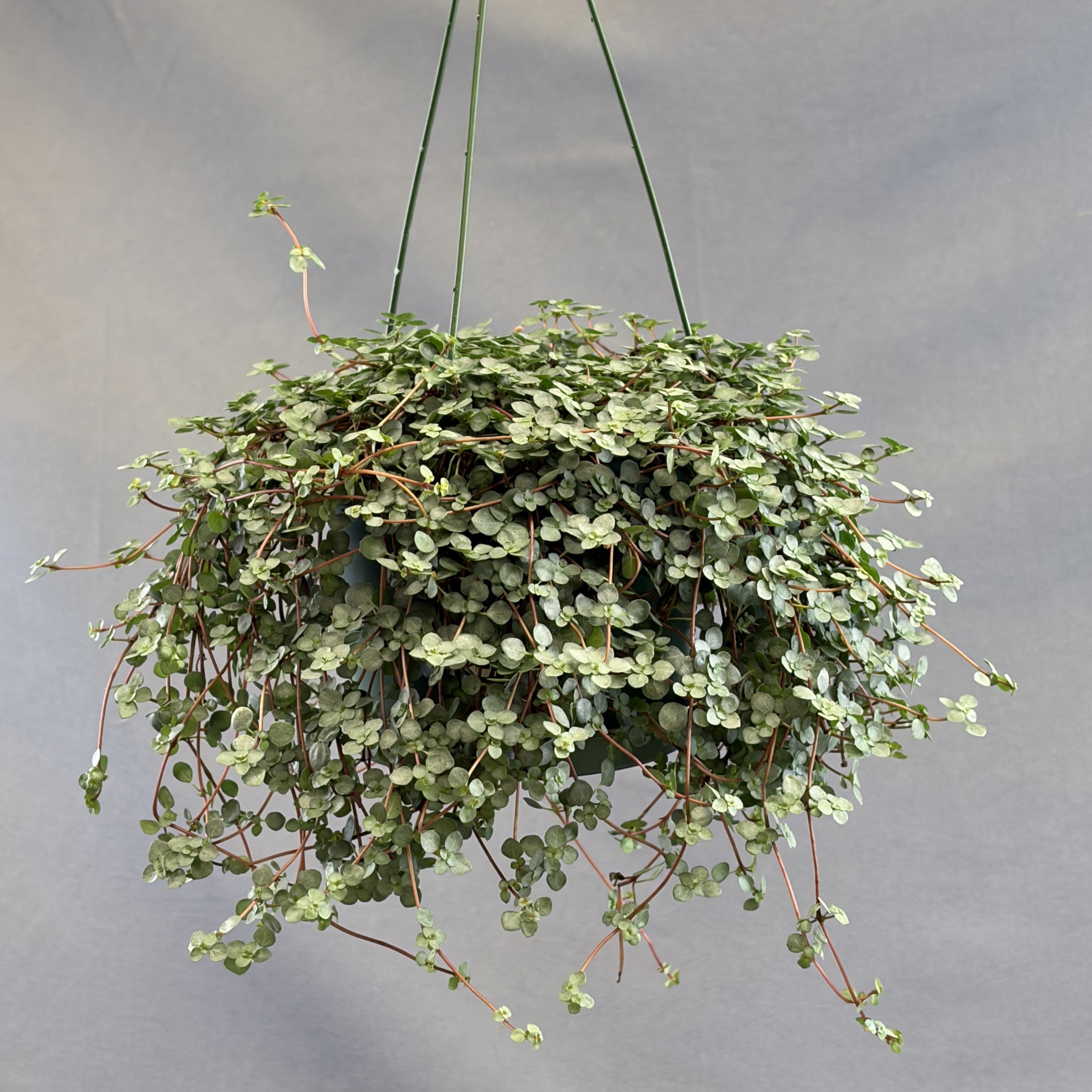 Pilea 'Aquamarine'