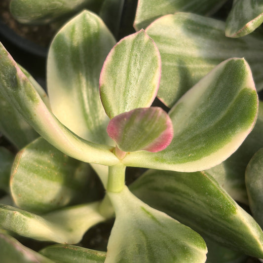 Crassula ovata Variegata
