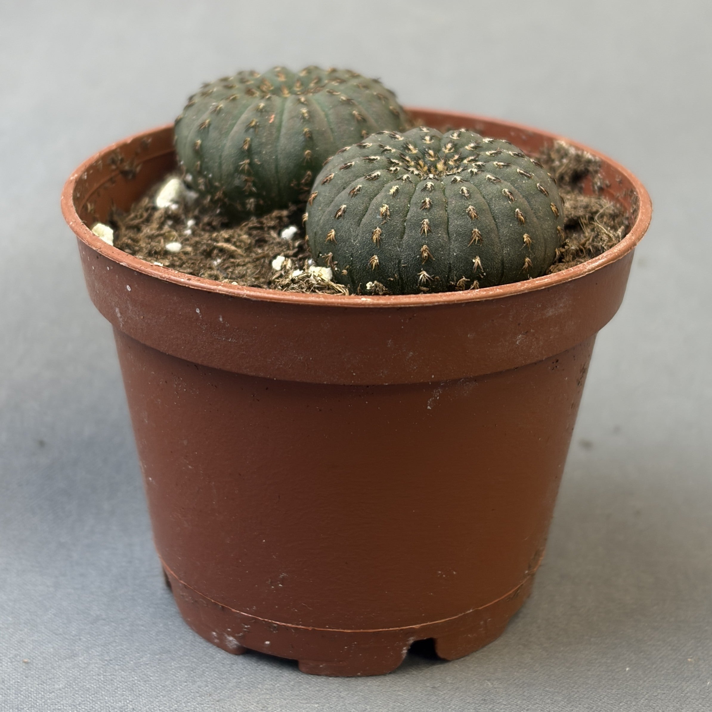 Frailea Asteroides