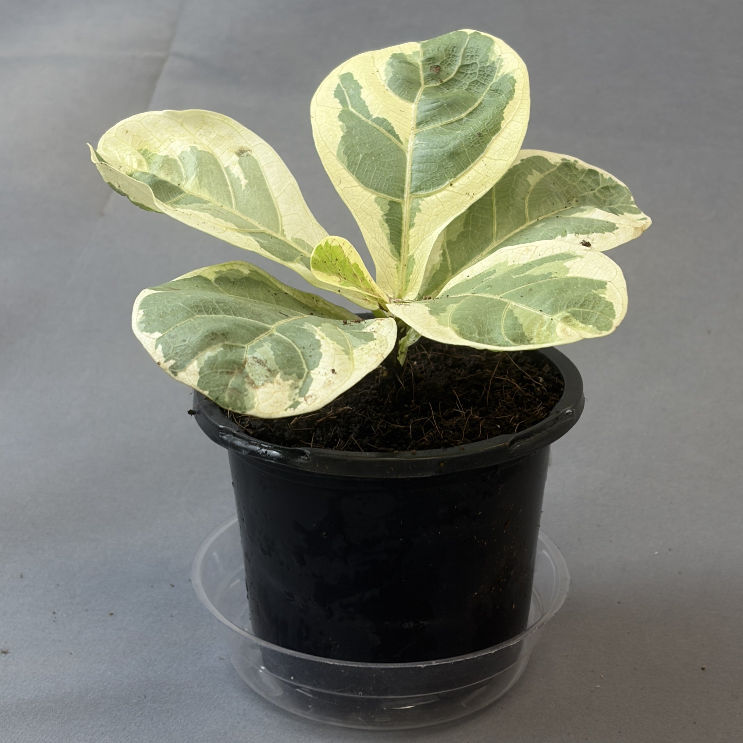 Ficus Lyrata Variegated