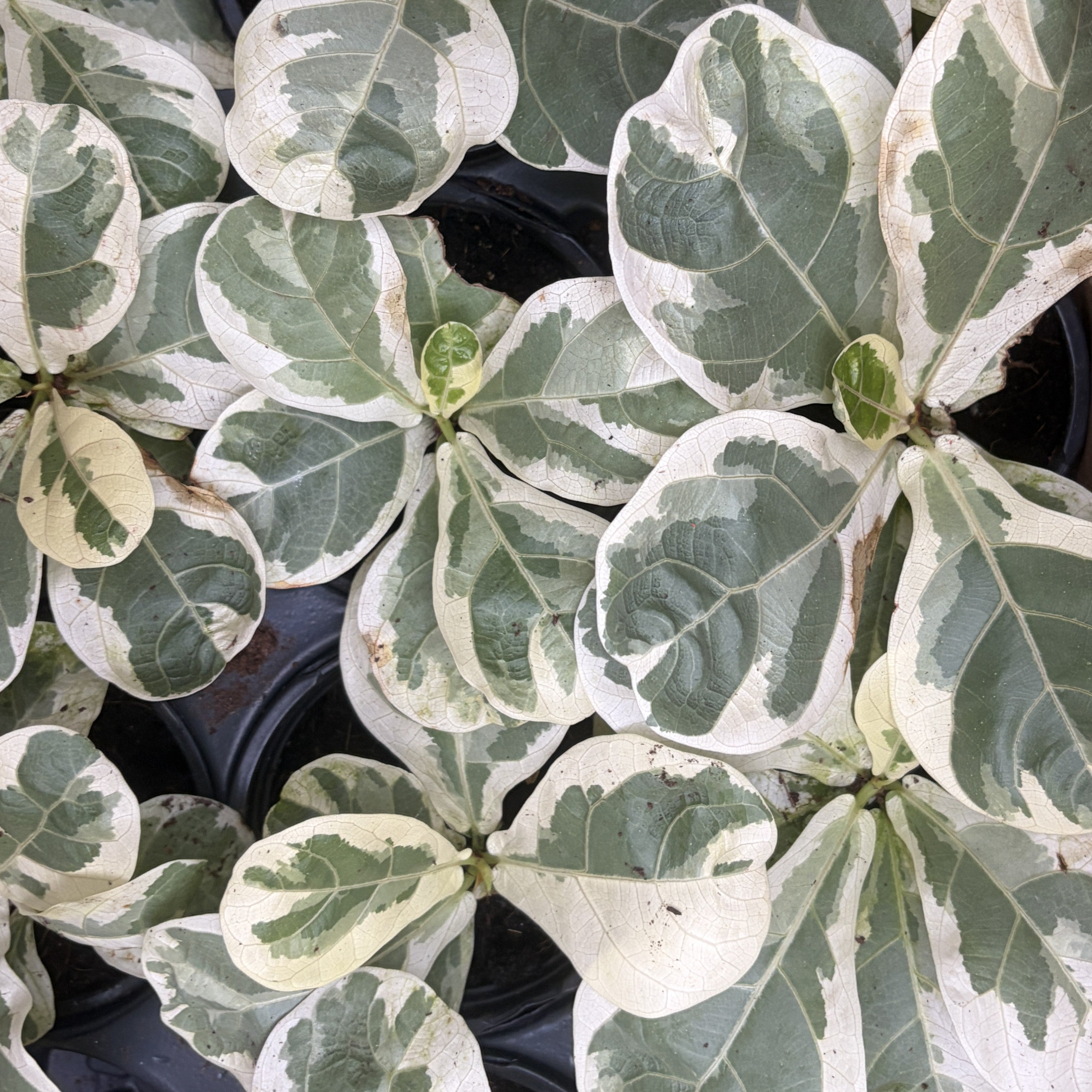 Ficus Lyrata Variegated