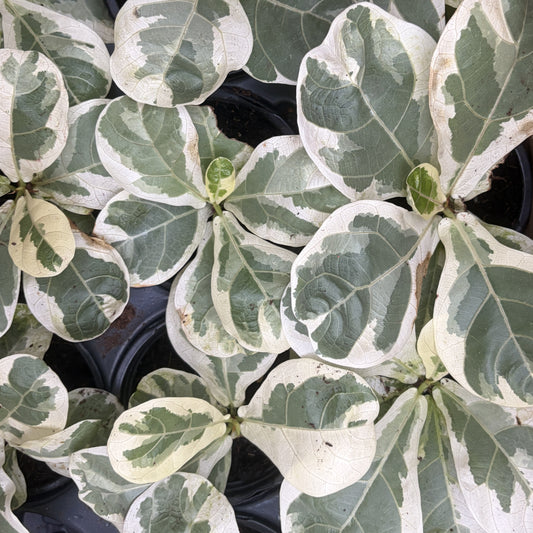 Ficus Lyrata Variegated