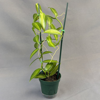 Orchid Vanilla Flat-Leaved