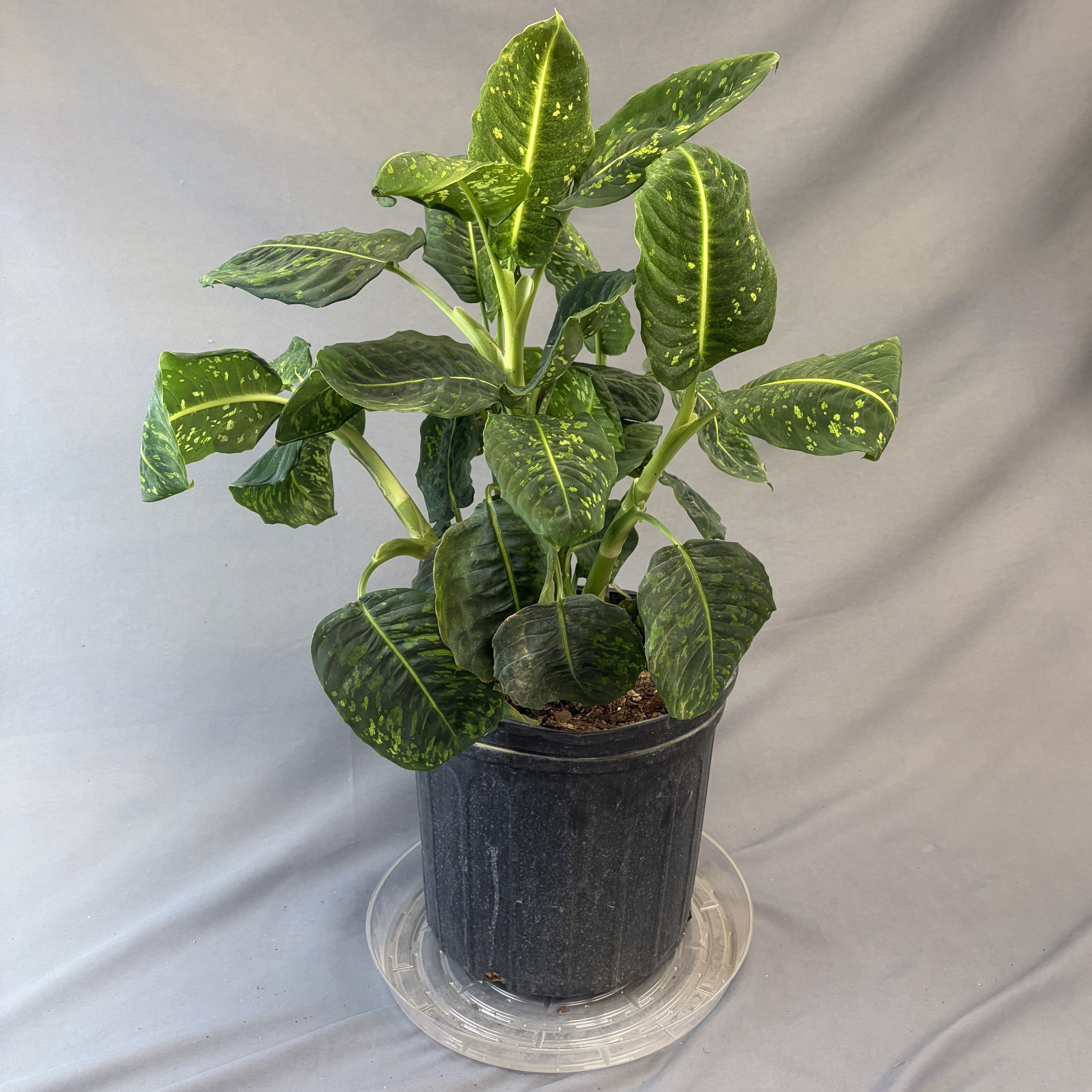Dieffenbachia Reflector