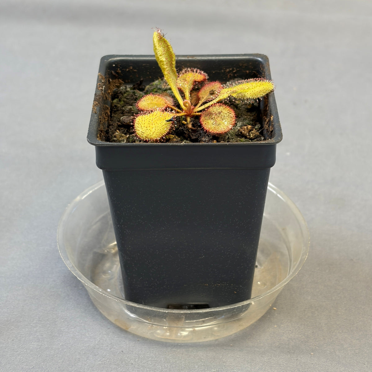 Drosera Assorted
