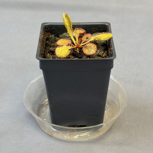 Drosera Assorted
