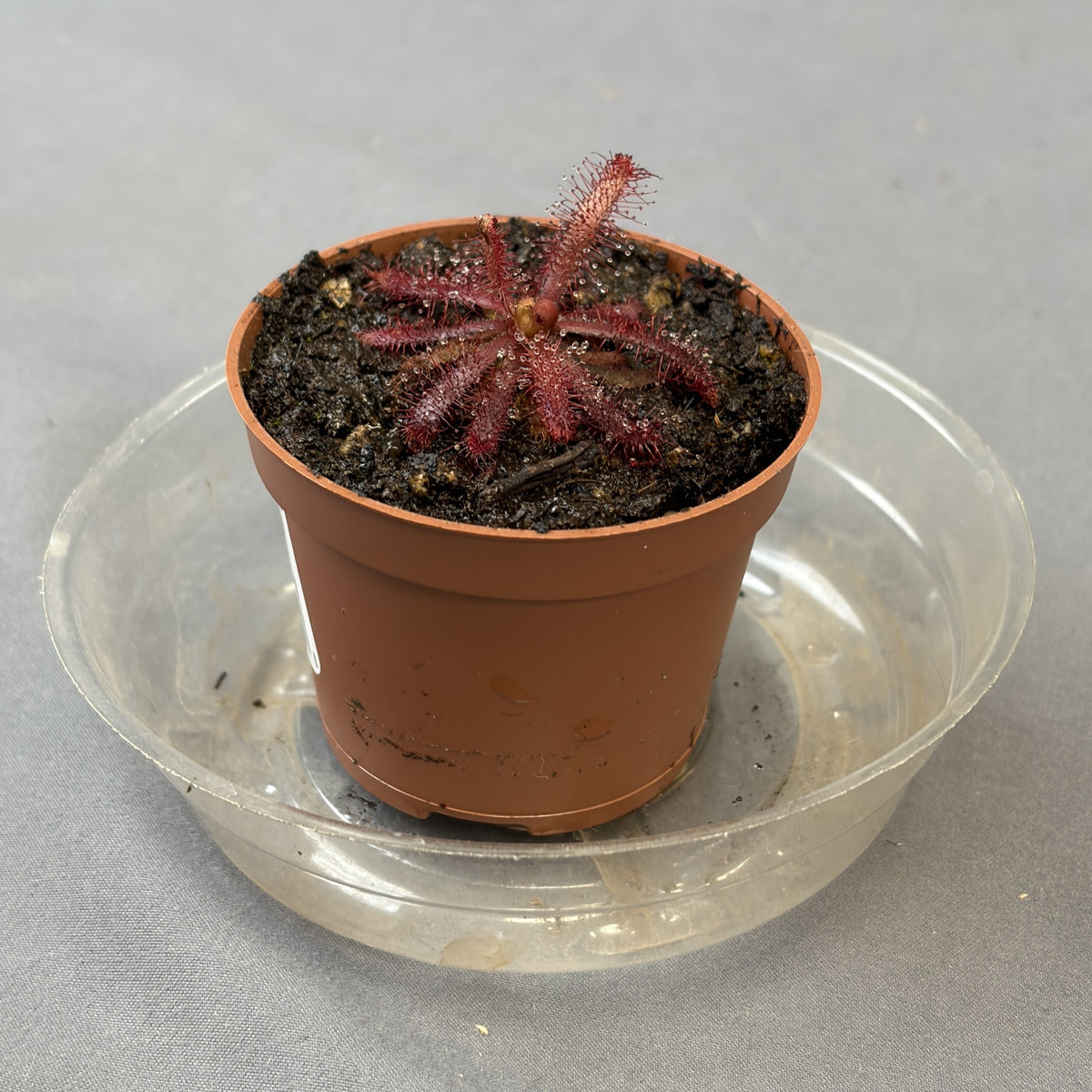 Drosera Assorted
