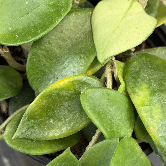 Hoya 'Chouke'