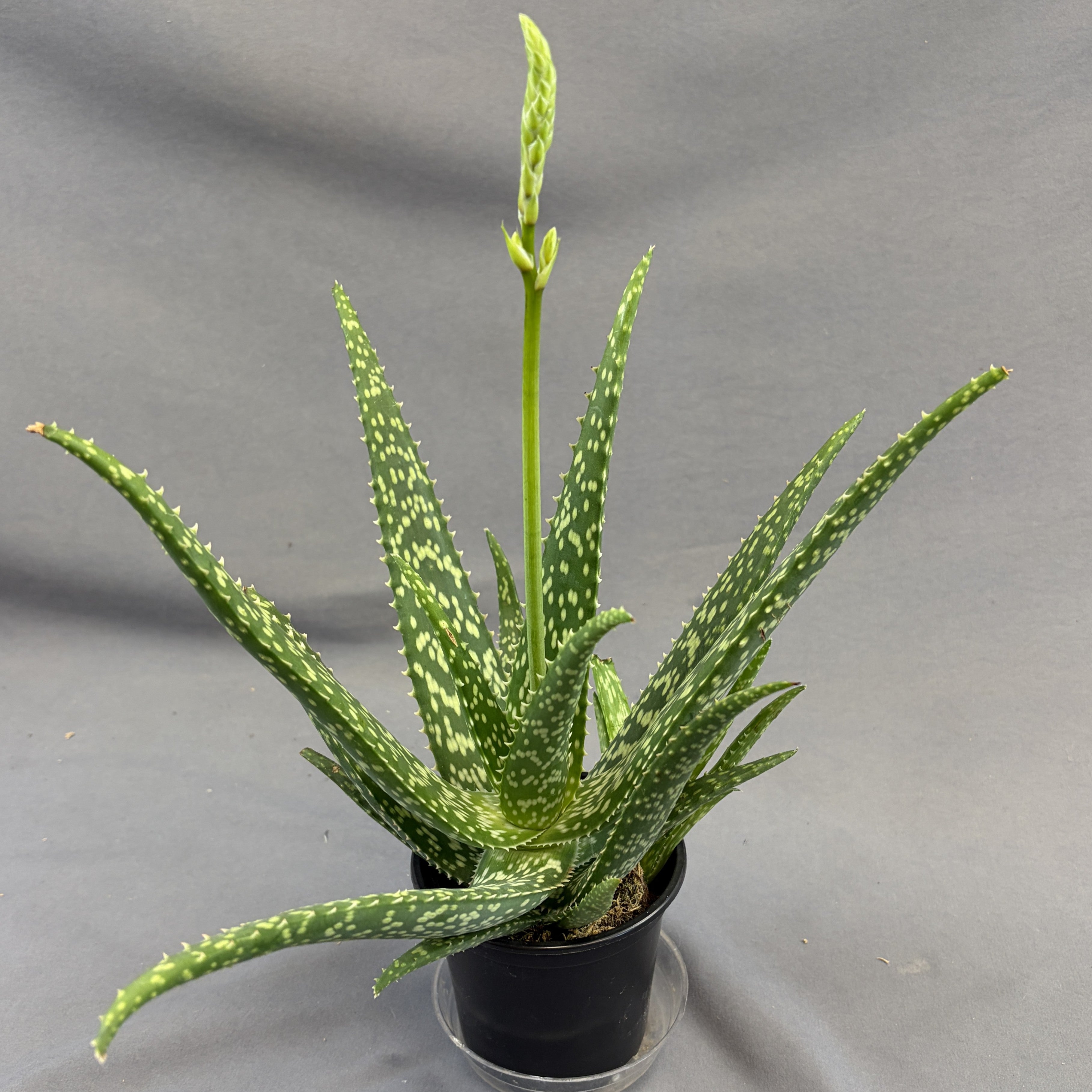 Aloe Vera 'Tropical Dots'