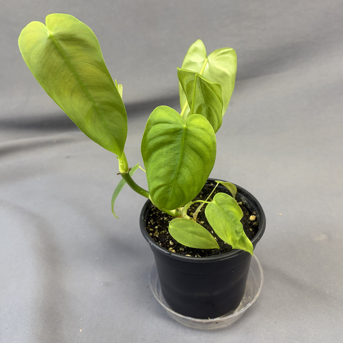 Philodendron 'Sharoniae'