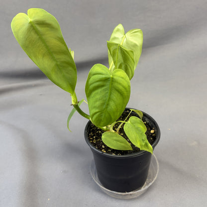 Philodendron 'Sharoniae'