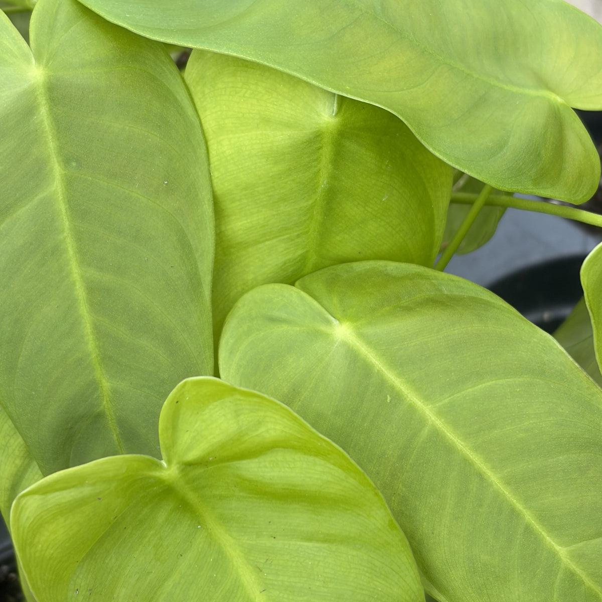Philodendron 'Sharoniae'