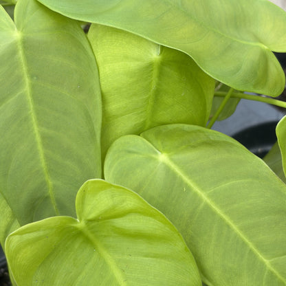 Philodendron 'Sharoniae'