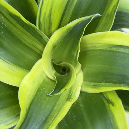 Dracaena 'Tornado'