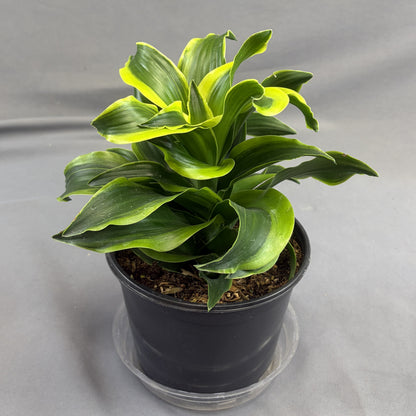 Dracaena 'Tornado'