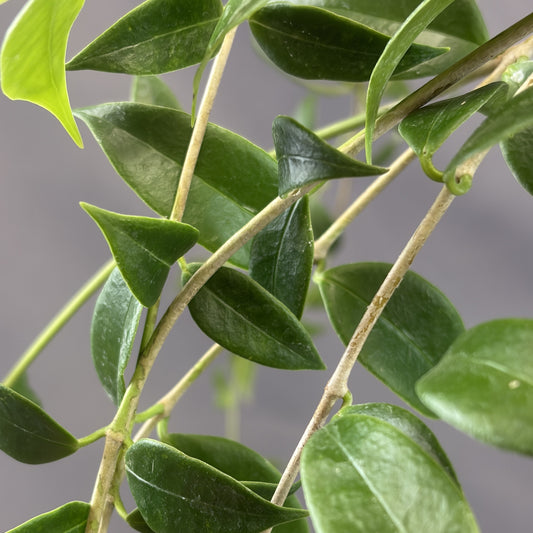 Hoya 'Odorata'