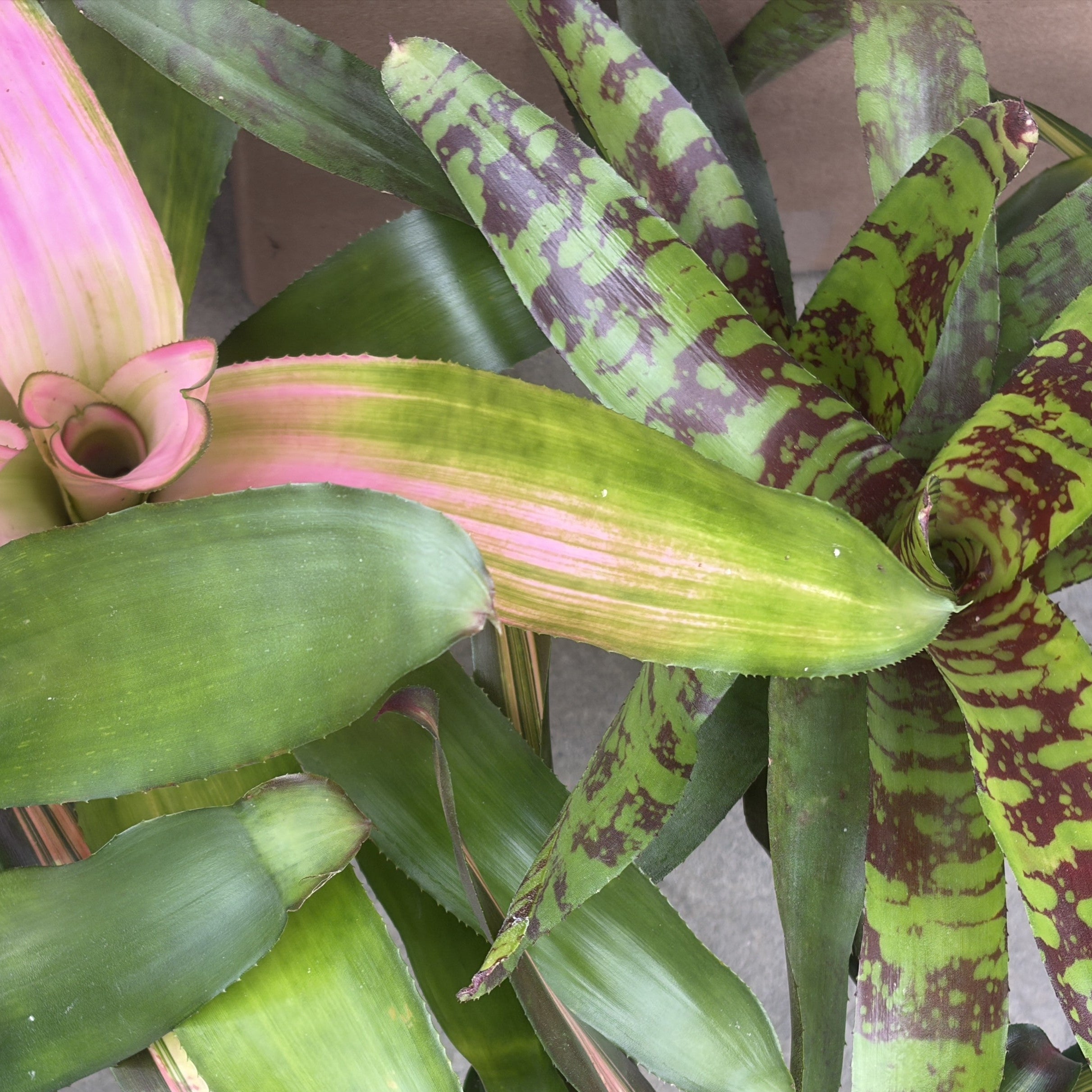 Bromeliad 'Neoregelia' Assorted