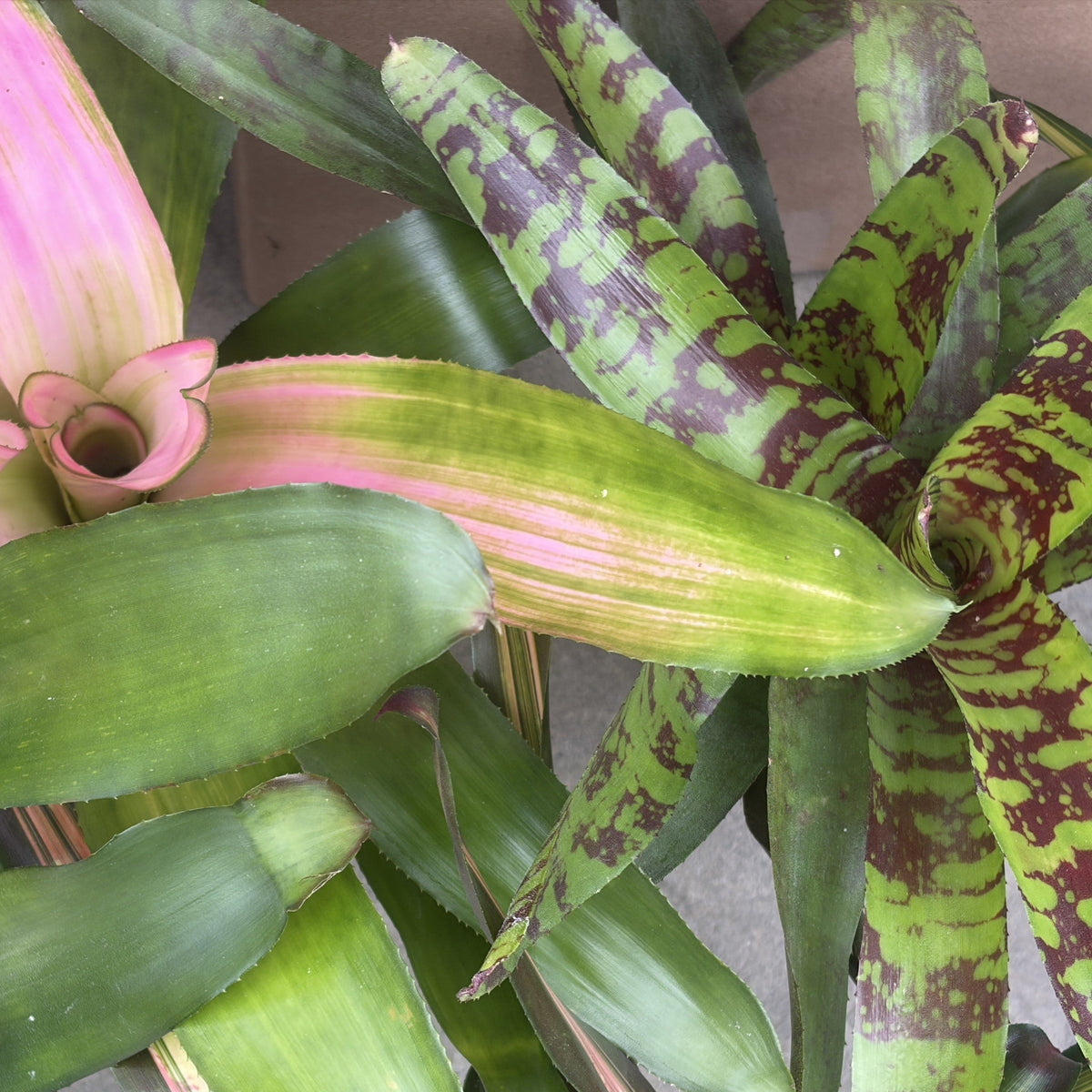 Bromeliad 'Neoregelia' Assorted