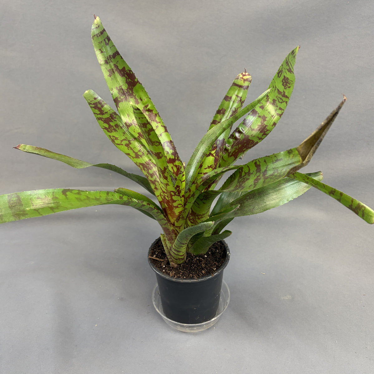 Bromeliad 'Neoregelia' Assorted