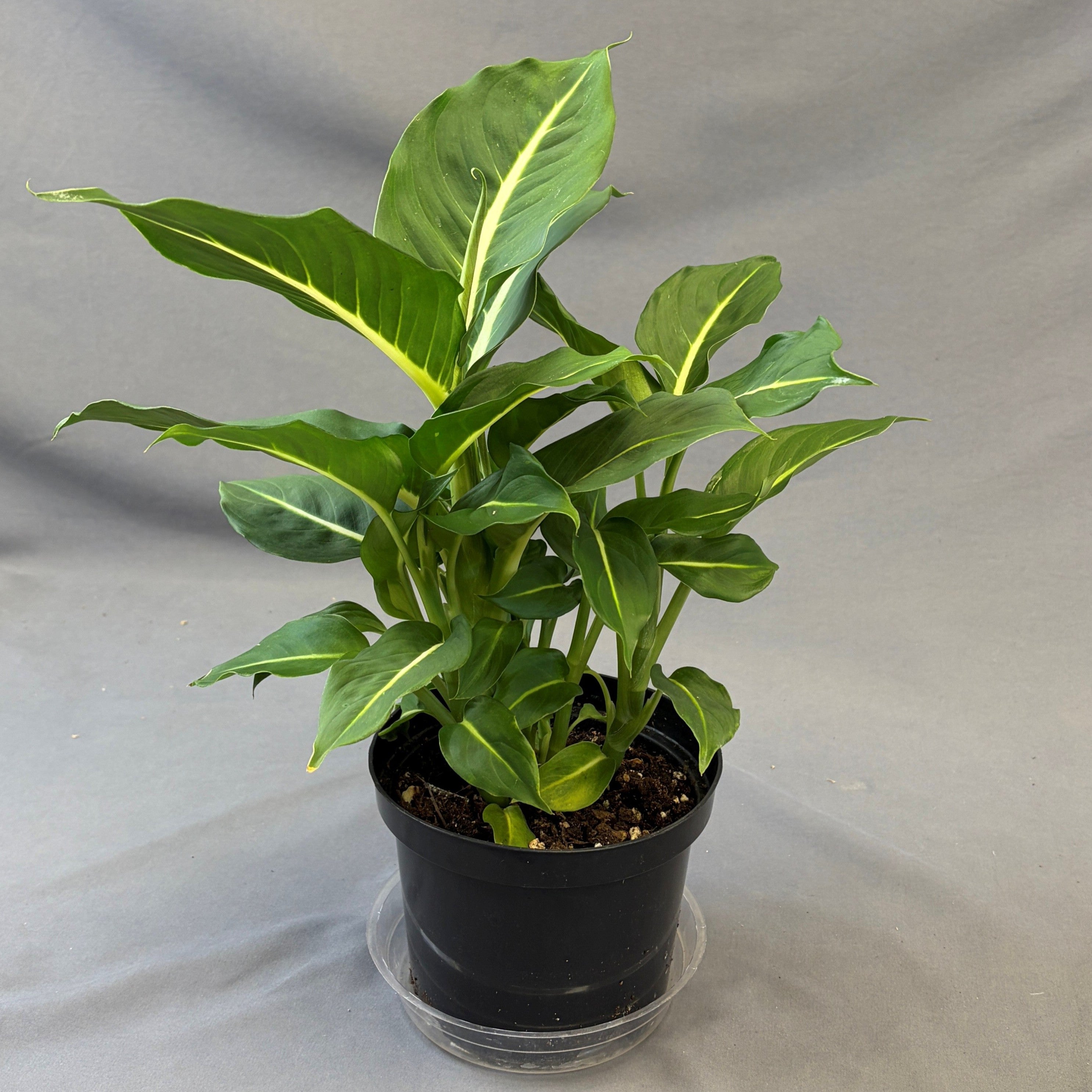 Dieffenbachia 'Sterling'