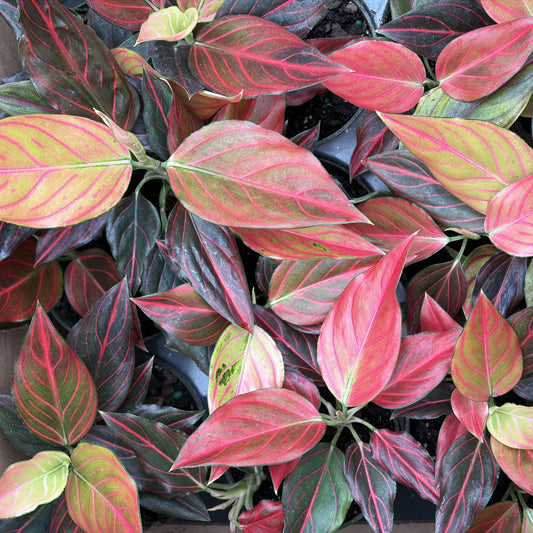 Aglaonema Red Rein