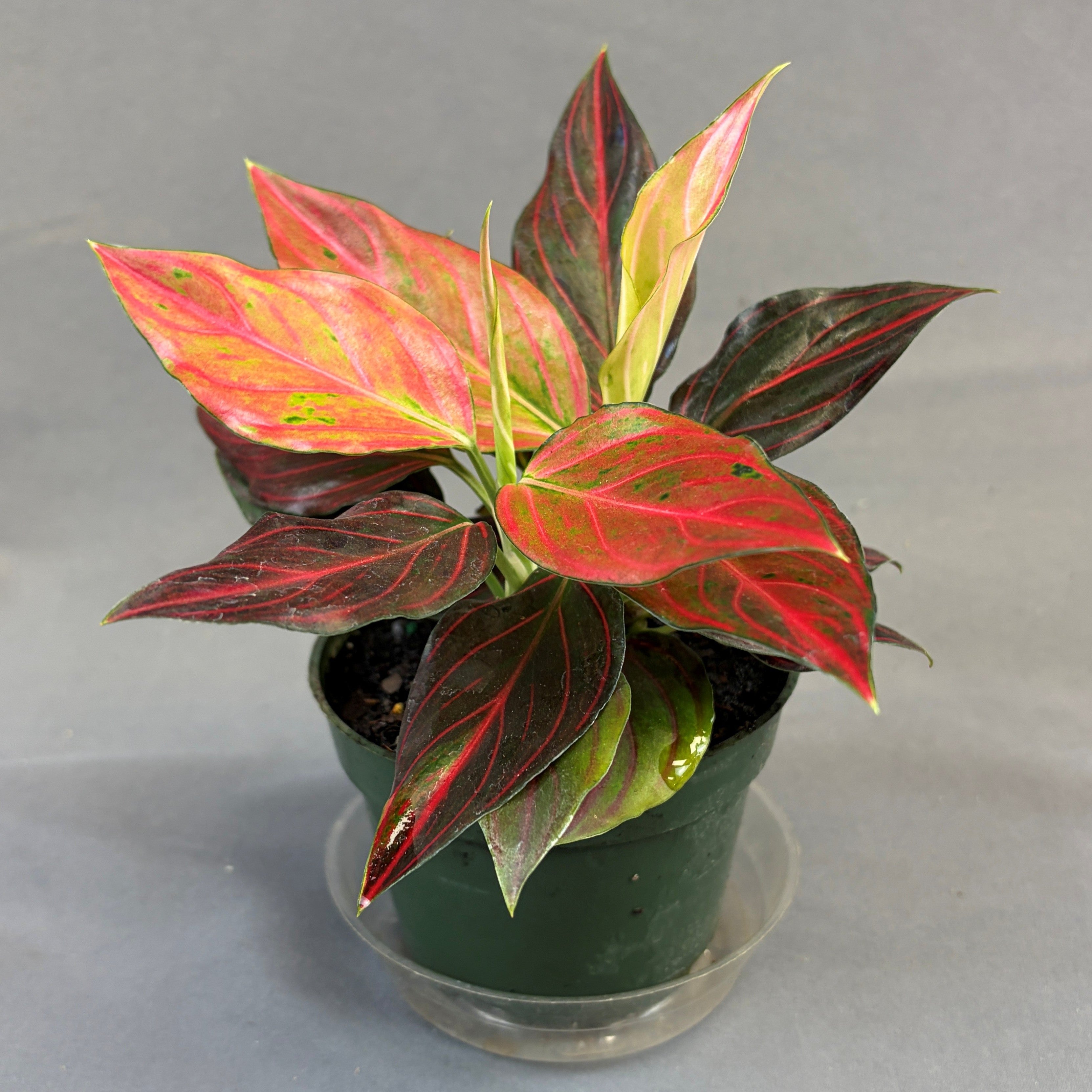 Aglaonema Red Rein