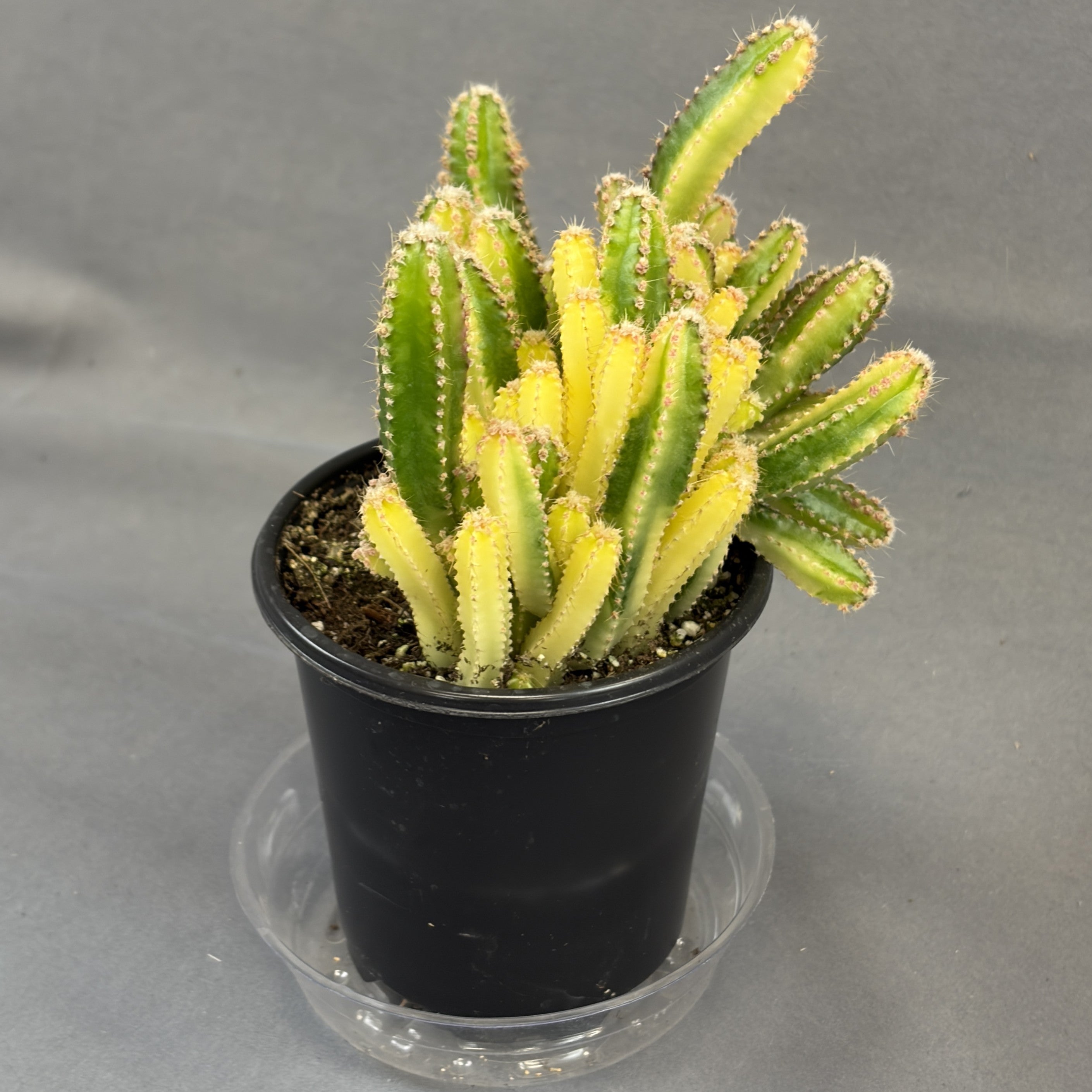Fairytale Cactus Variegated