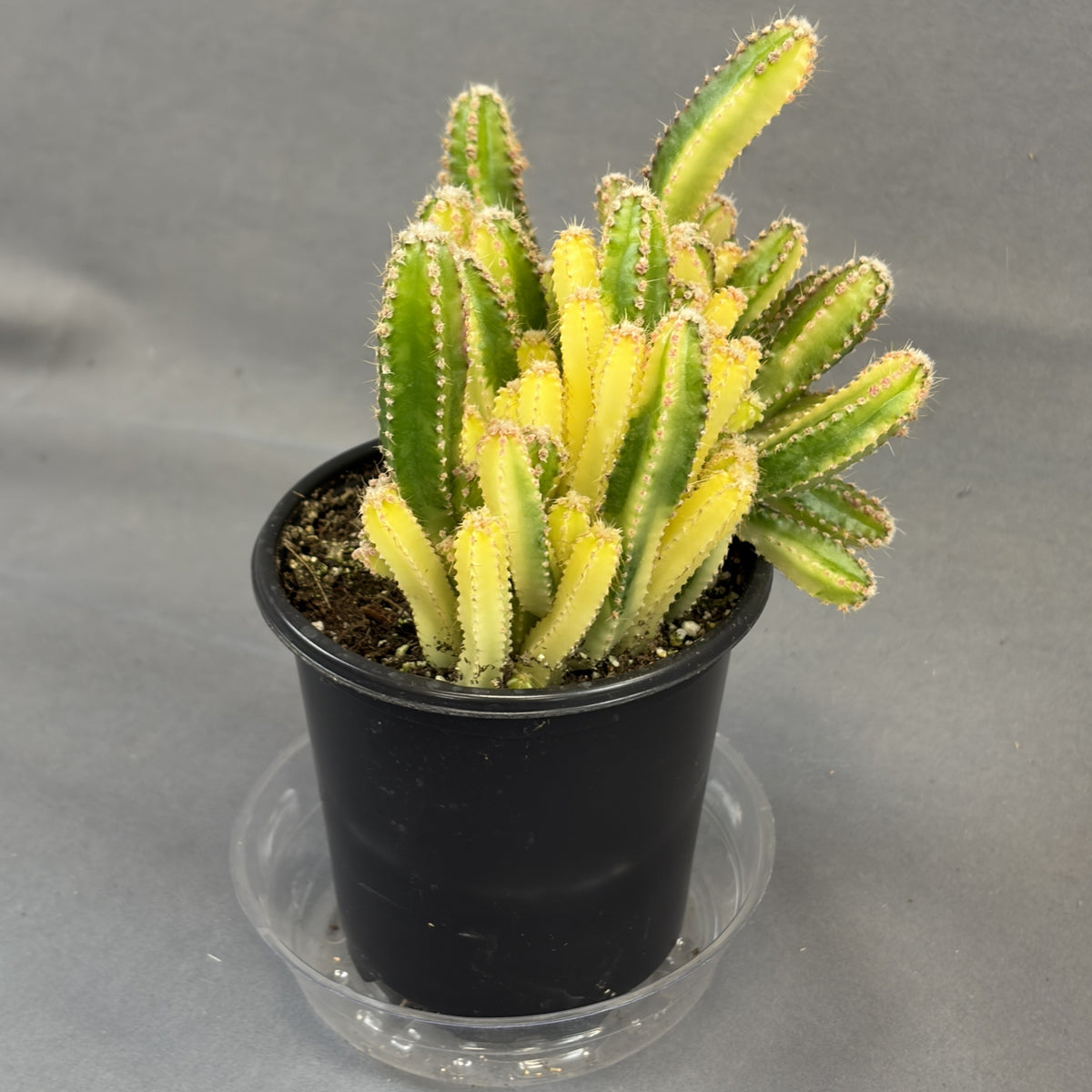 Fairytale Cactus Variegated