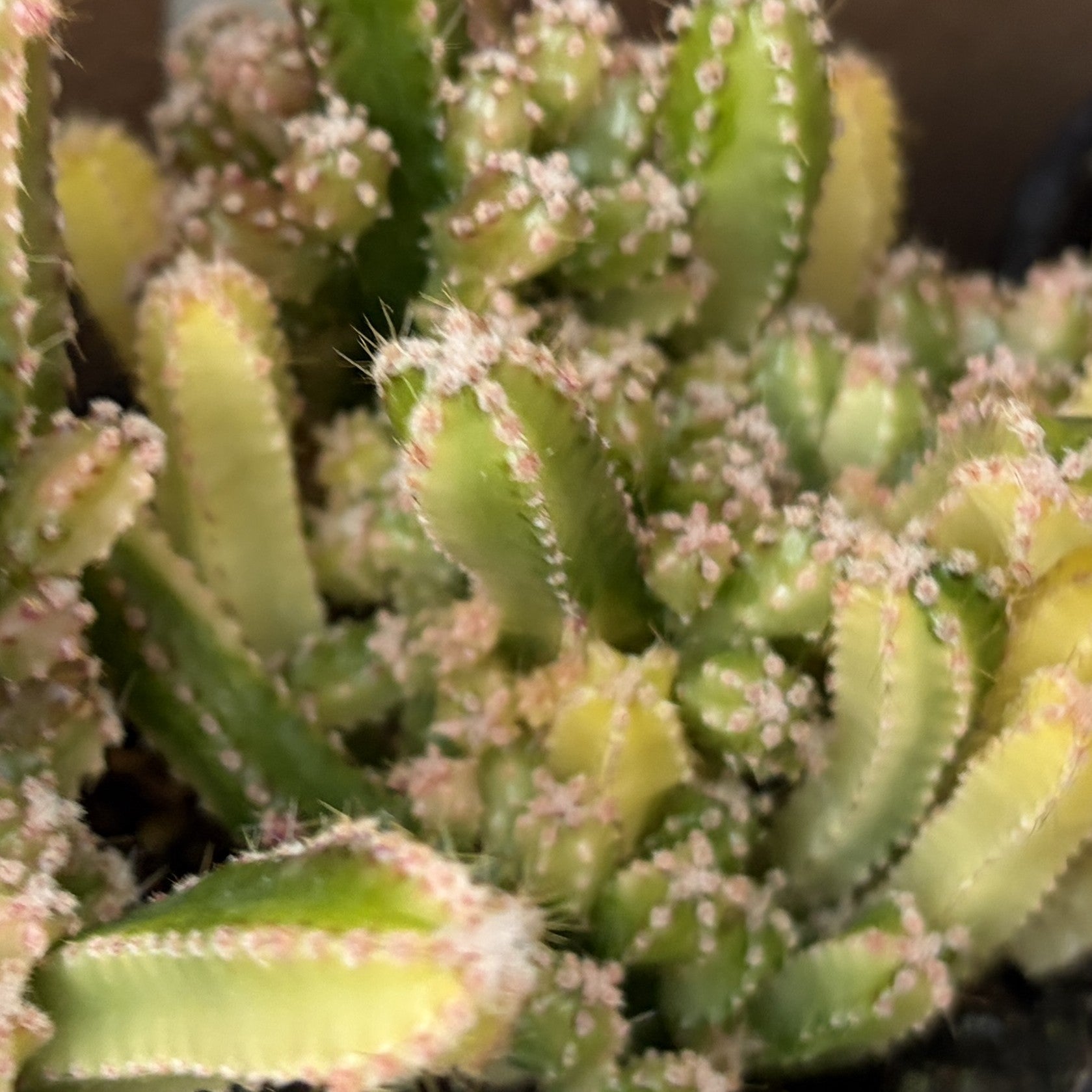 Fairytale Cactus Variegated