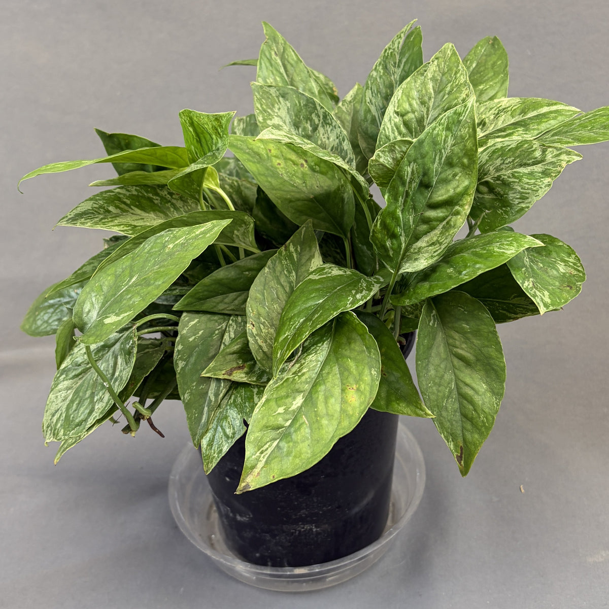 Epipremnum pinnatum 'Krabi'