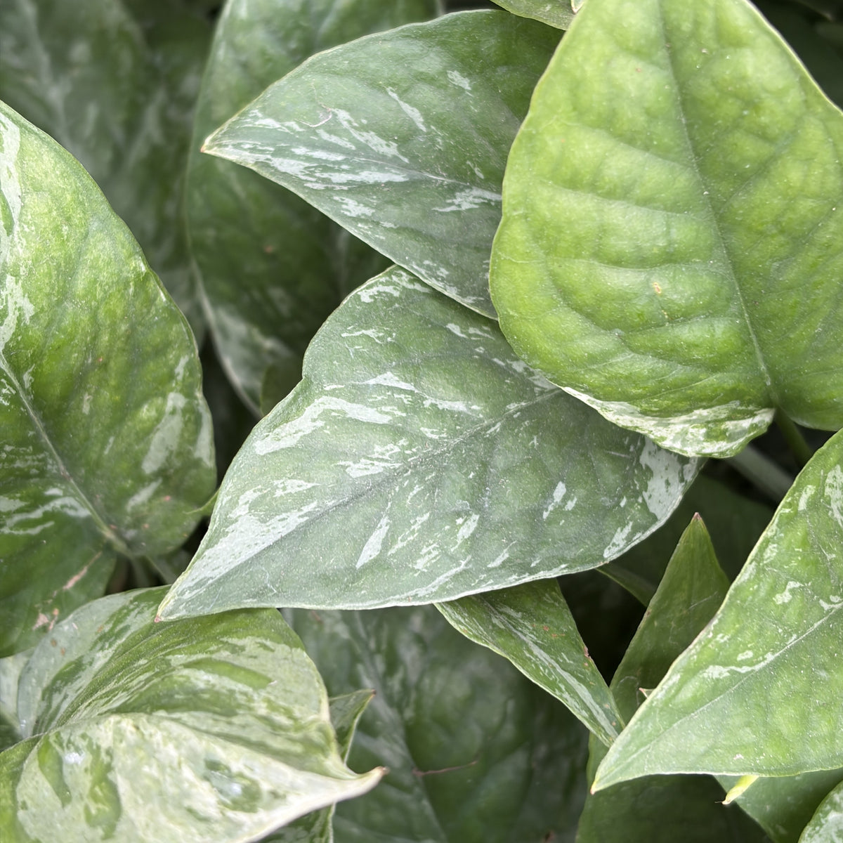 Epipremnum pinnatum 'Krabi'