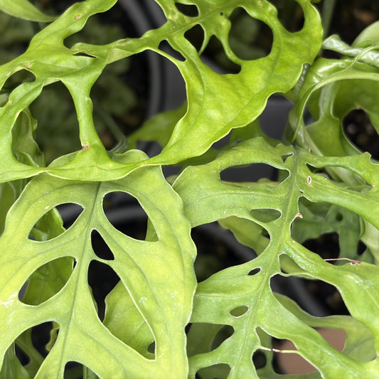 Monstera obliqua Peru