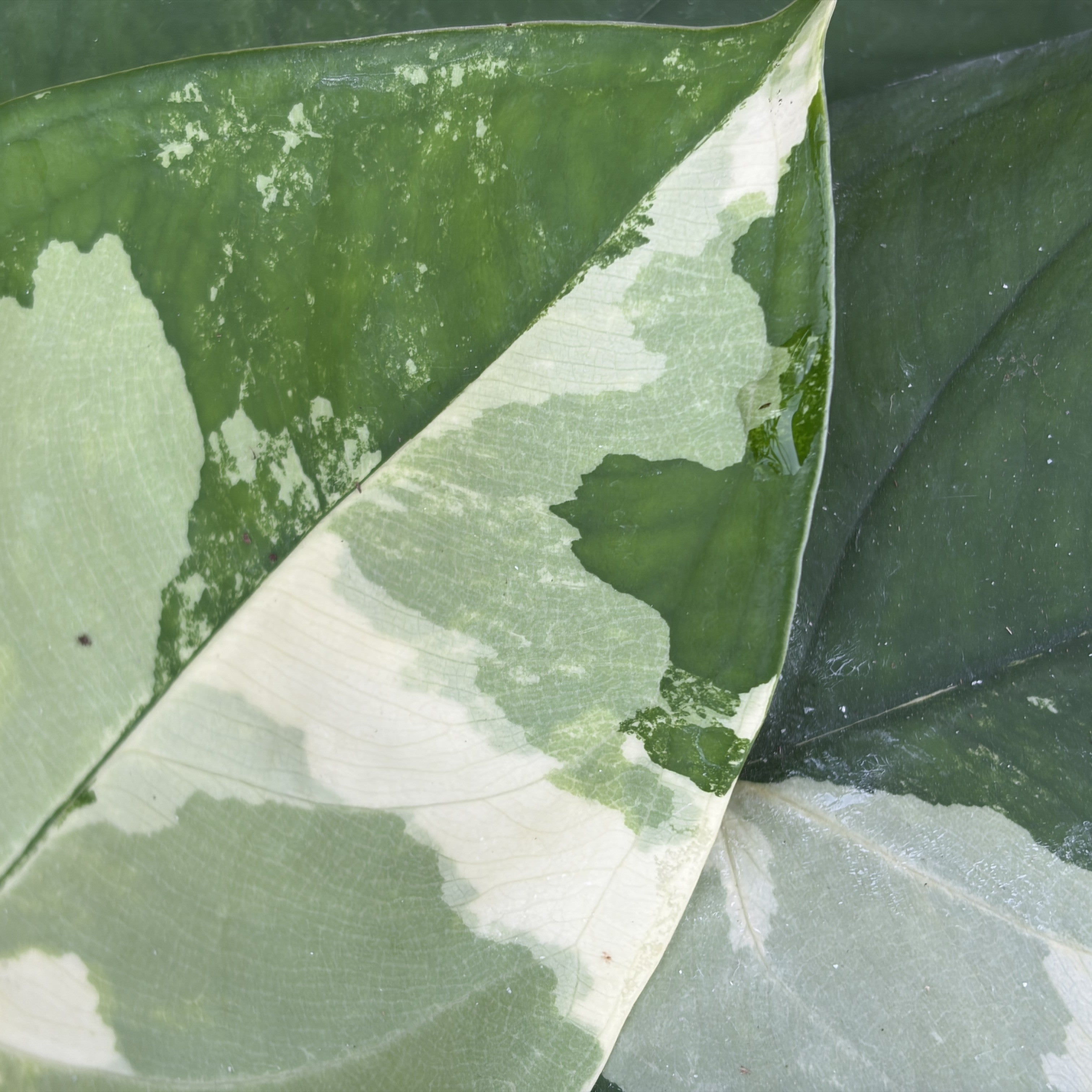 Syngonium Chiapense Variegated