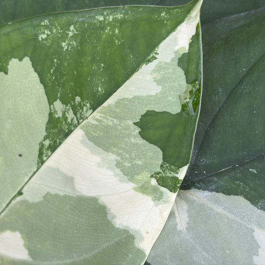 Syngonium Chiapense Variegated