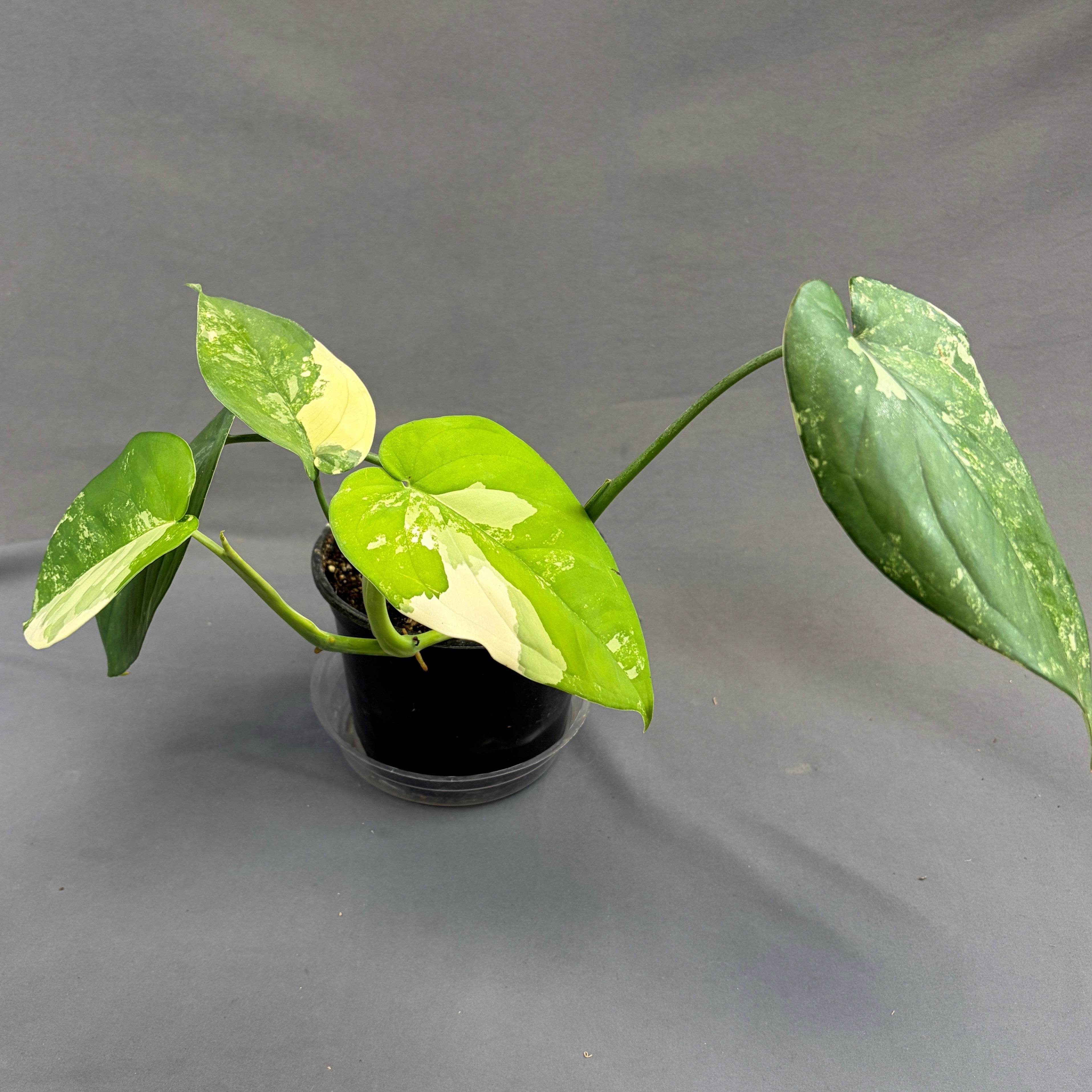 Syngonium Chiapense Variegated