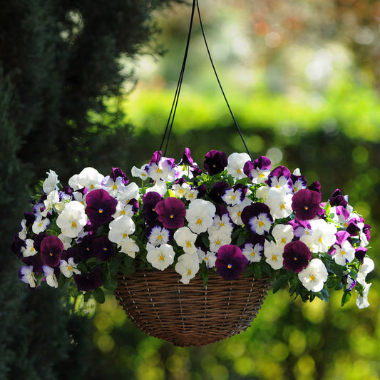 Pansy