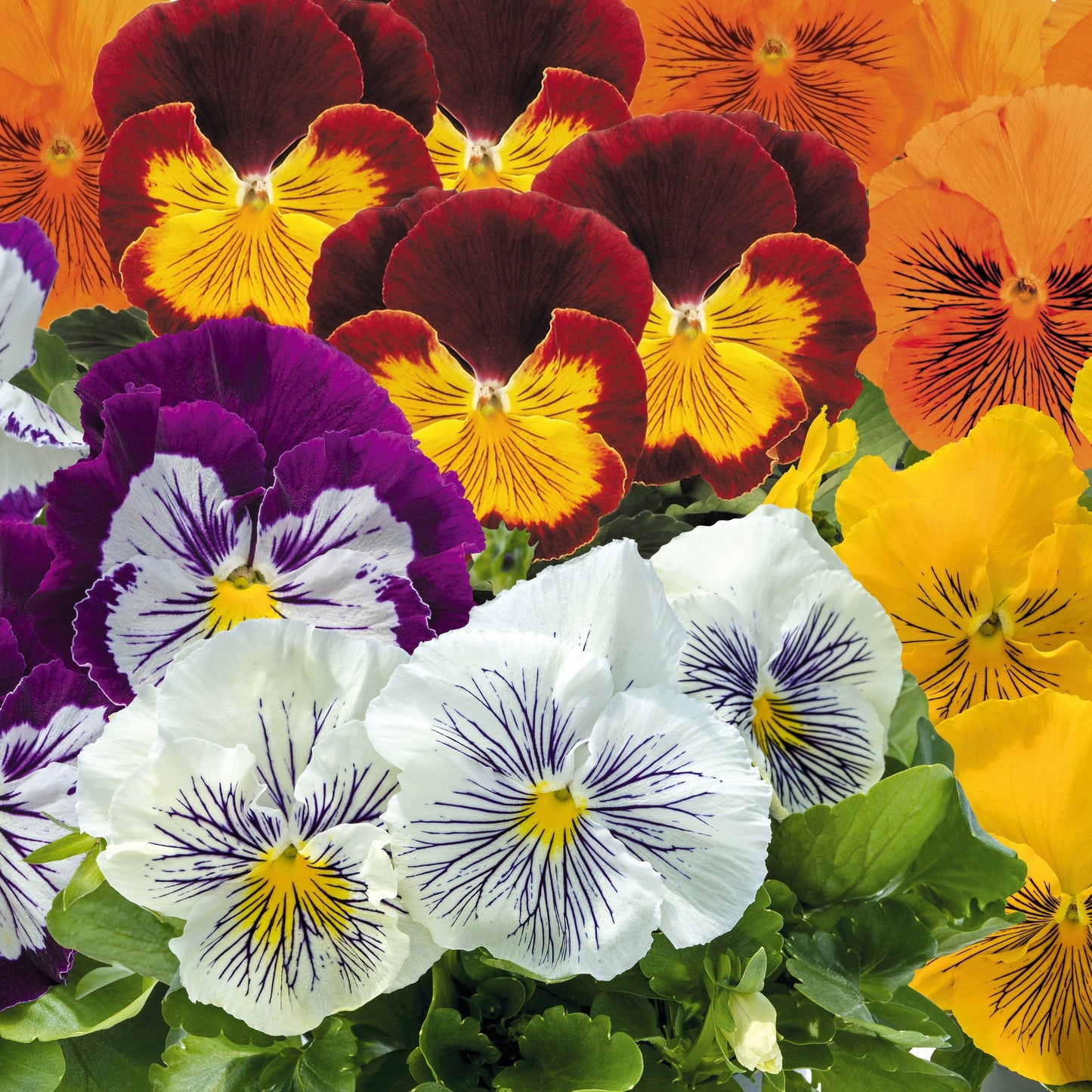 Pansy