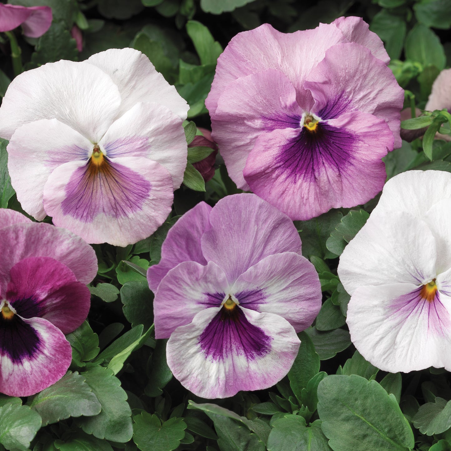 Pansy
