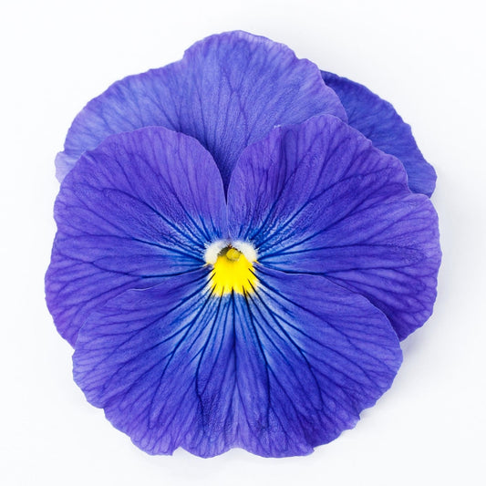 Pansy 'Delta Pro'